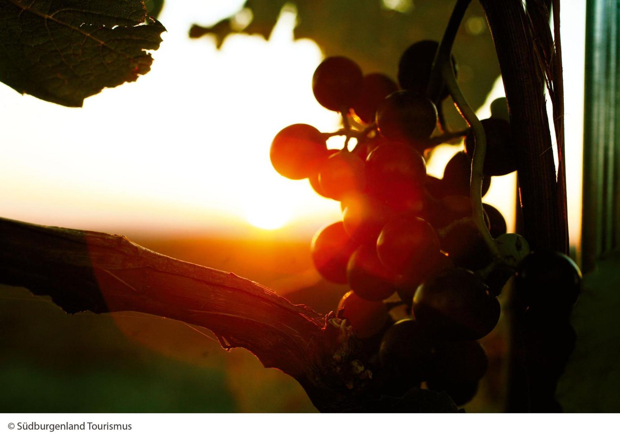 Pension Julia & Haus Elisabeth - Wallner'S Hofheuriger & Weinhof メルビッシュ・アム・ゼー エクステリア 写真